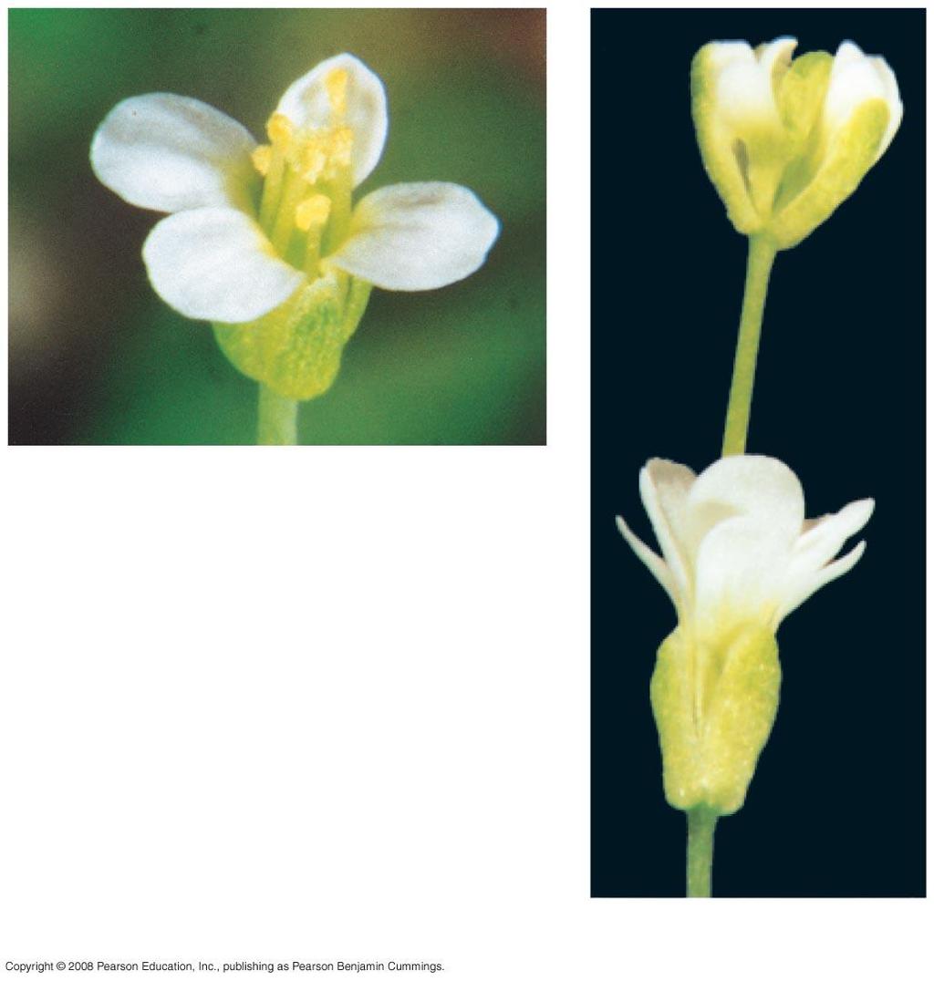 Ca St Se Pe Pe Se (a) Normal Arabidopsis flower Organ identity genes and