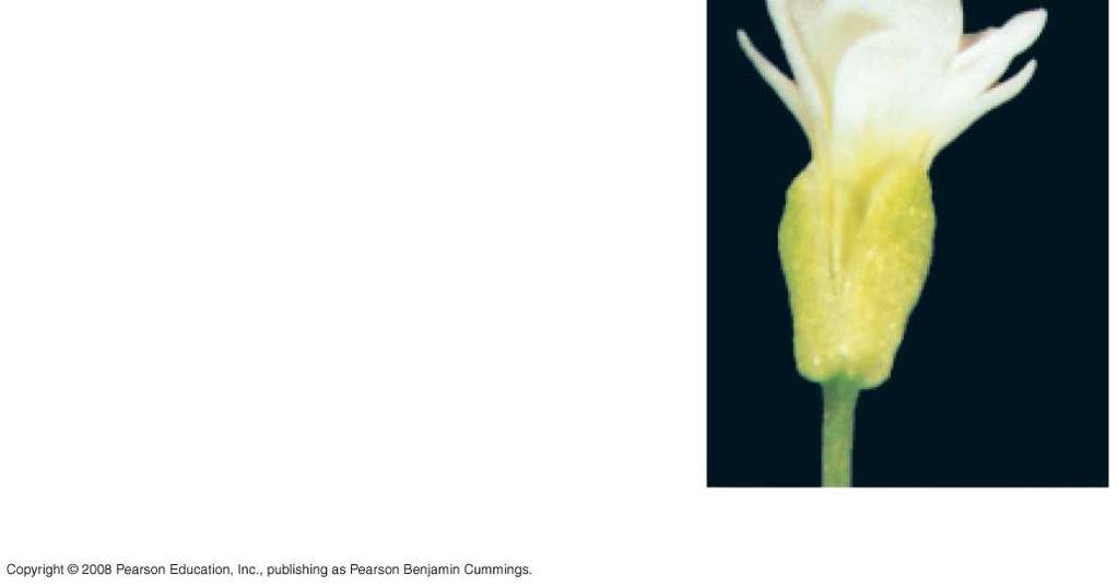 Arabidopsis flower Pe Pe