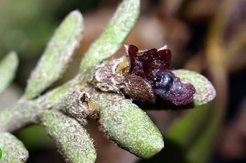 Trichotosia dalatensis Bulbophyllum lemniscatoides:this species is native to Java, Sumatra, Thailand and