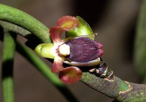 Bulbophyllum secundum Luisia antennifera URL : http://english.vietnamnet.