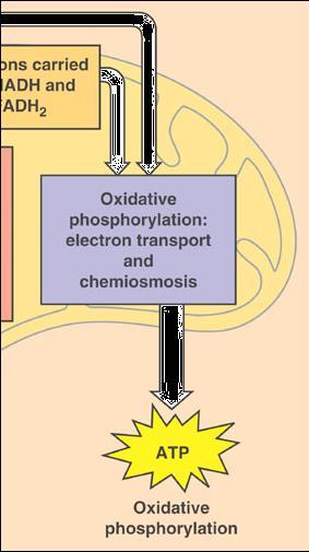 Oxidatative Phosphorylation Overview: During oxidative