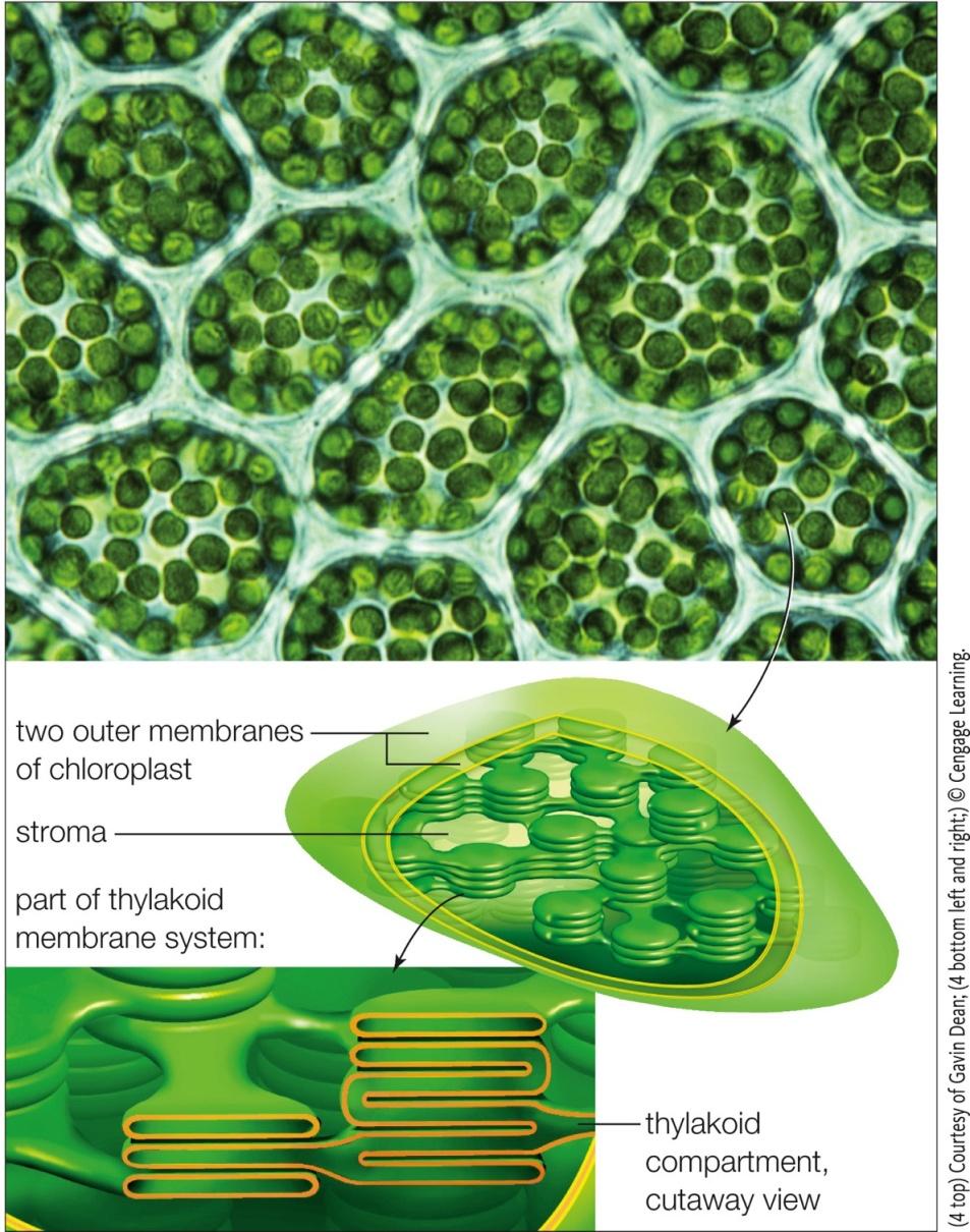 Two outer membranes Stroma: thick fluid in the inner compartment of the chloroplast