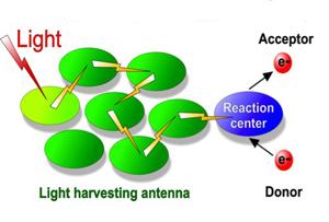 Light harvesting complex Circular arrays of chlorophylls, accessory pigments