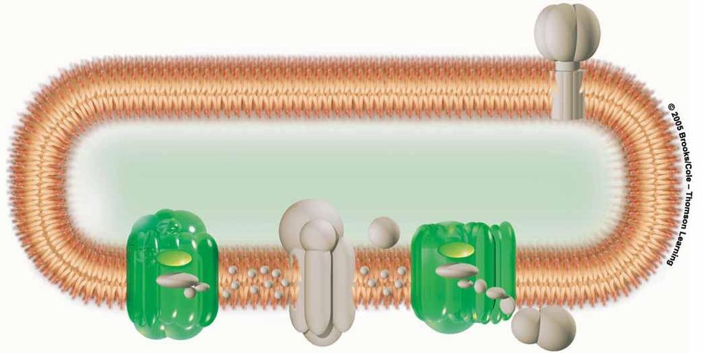 Thylakoid Membrane Section stroma thylakoid membrane thylakoid compartment PHOTOSYSTEM II