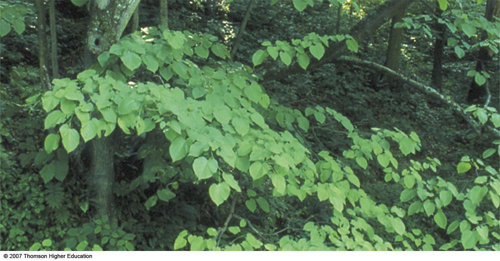 Leaves of basswood, a typical C3 plant.