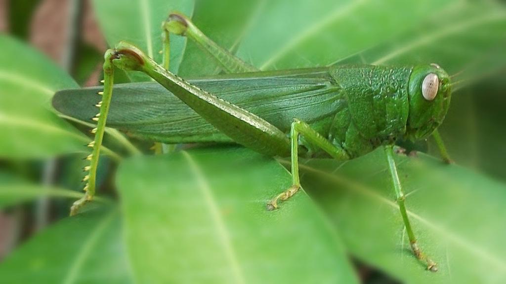 A grasshopper absorbs all of the wavelengths of light