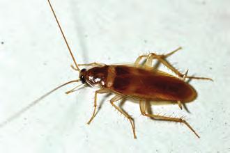 (egg, nymph, adult) Brownbanded cockroach
