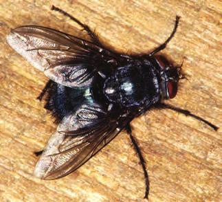 Figure 13. Insects in the Diptera order have the following characteristics: 1.