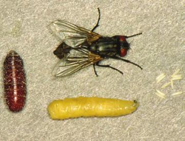 Adults have sponging (fly), piercing-sucking (mosquito), or stabbing (horse fly)