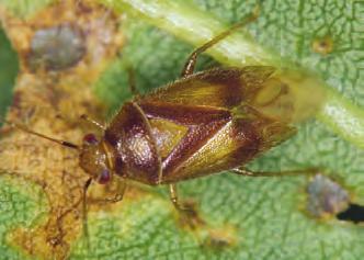 Insects in the Hemiptera order have the following characteristics: 1.