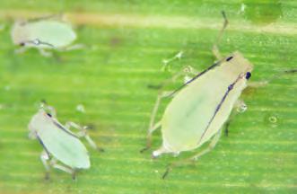 called parthenogenesis, and is the cause of rapid explosions of aphid