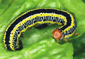 Caterpillar legs, prolegs Celery looper moth Silverpotted skipper-siphoning