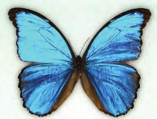 Insects in the Lepidoptera order have the following characteristics: 1.