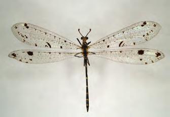Mantidfly Green lacewing adult Owlfly Figure 19.