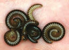 Millipedes possess one pair of antennae and have chewing mouthparts but do not bite humans (Figure 26).