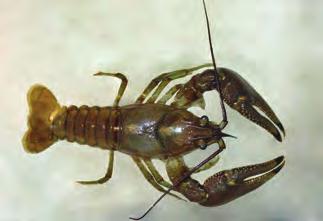 Centipedes live beneath leaf litter, rotted logs or stones, and in neglected compost piles.