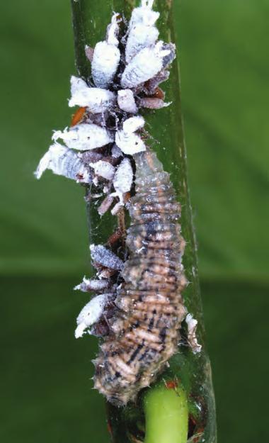 fly larva