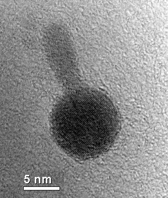 Hetero-Junctions Image of a nanoscale heterojunction between iron oxide (Fe3O4 sphere) and cadmium sulfide (CdS rod) taken with atem.