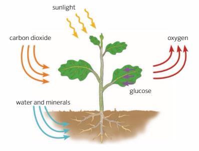 PLANT NUTRITION Photosynthesis Respiration Plants make their own nutrients through photosynthesis. They absorb carbon dioxide and water with minerals and release oxygen into the air.