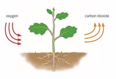 It is related to how plants get energy. Plants absorb oxygen from the air. Then, the oxygen ands nutrients are transformed into energy.