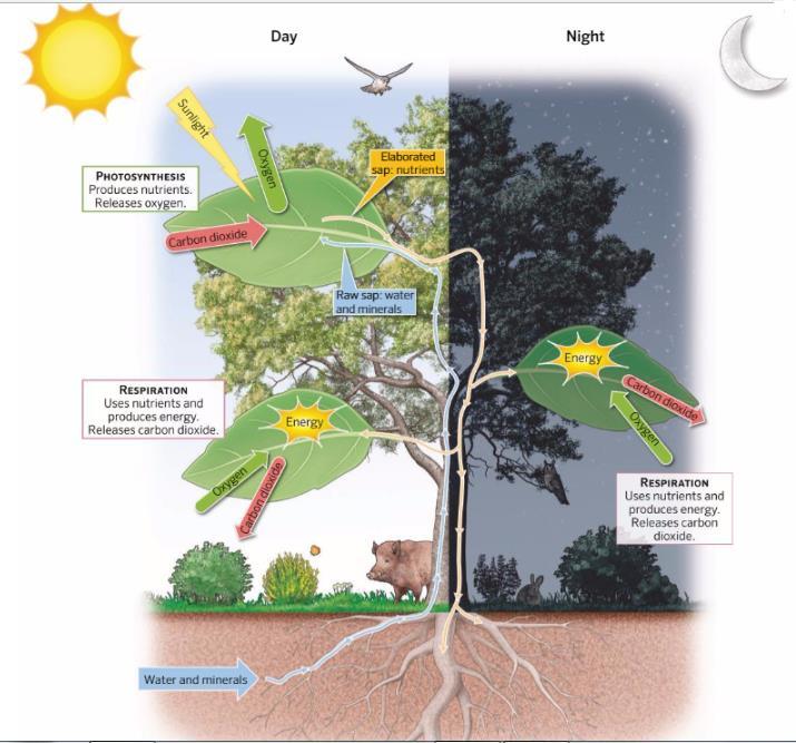 HOW DO PLANTS MAKE NUTRIENTS? Day Night 1. Plants absorb water and dissolved minerals through their roots. This mixture of water and minerals is called raw sap. PHOTOSYNTHESIS Produces nutrients.