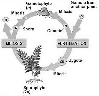 Describe the plant adaptations to land environments: (p.605) Cuticle: Summarize the development of the female gametophyte by completing the flow chart below. (p.674) Stomata: Vascular tissue: Reproductive strategies: ovule Seeds: What pigments do plants use to carry out photosynthesis?