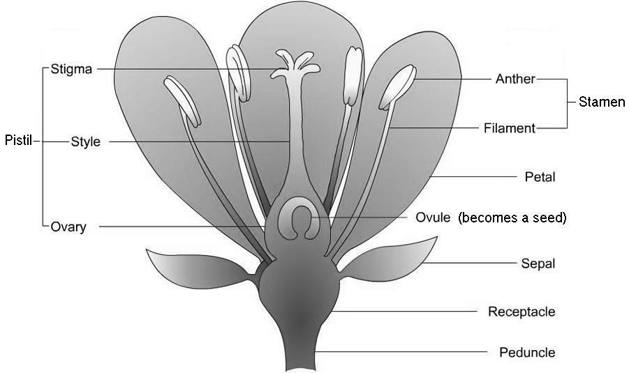 668) Petal Anther Stamen Filament Stigma Style Carpel/Pistil Ovary Ovule Sepal Describe pollination. (p.