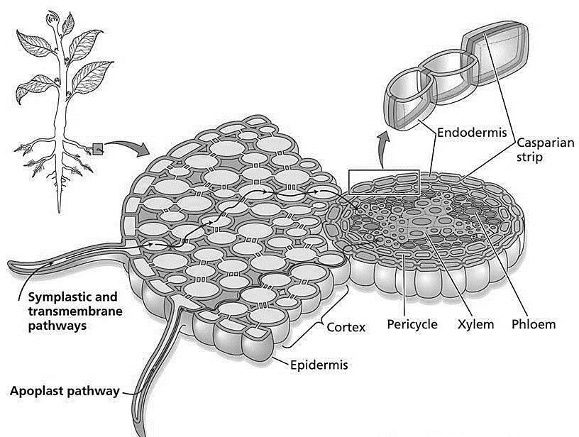 VII. Roots: Plant Transport System (5B, 10B) List the 4 Root Functions: (p.639) 3. 4. Label the root structures. (p.640) IV.