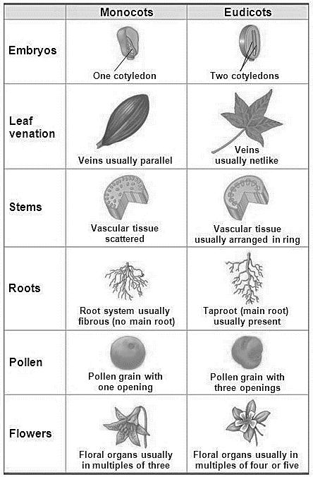 V. Angiosperm: Flowering Plants (8B, 12B) What is the reproductive organ of a plant? (p.620) Lifespan of Plants: (p.