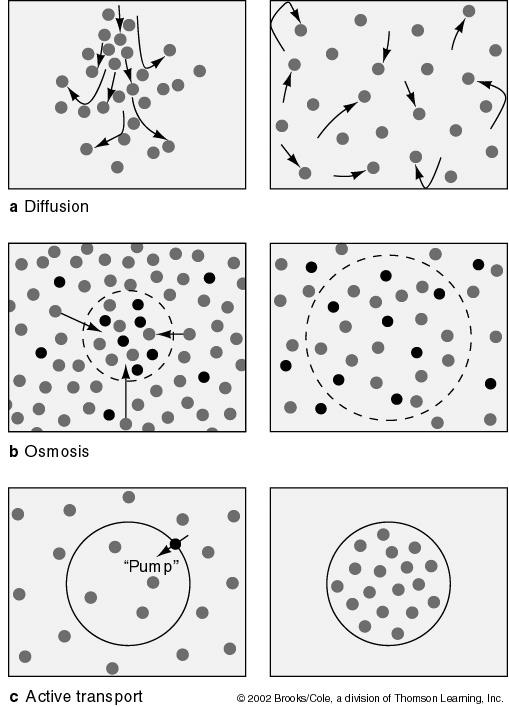 Diffusion, Osmosis, and Active Transport Organisms in the ocean rely on these processes for many life functions. Diffusion is mixing due to random molecular movements.
