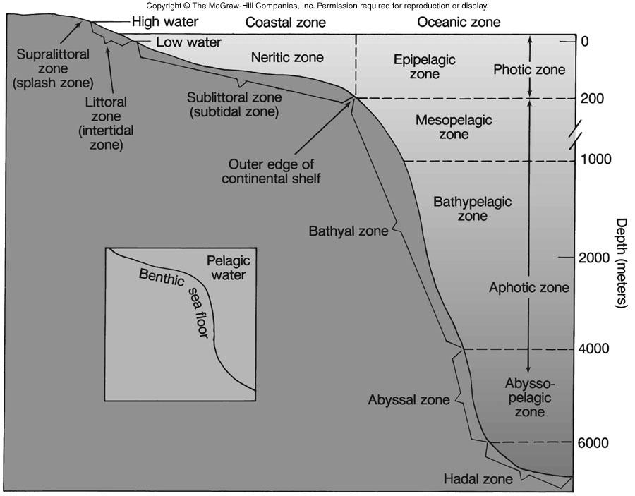 9 Benthic (bottom) and Pelagic (water column) Environments Benthic environment - divided by depth into: intertidal zone, sublittoral zone, bathyal zone, abyssal zone, and the hadal zone.