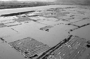Flooded rice field, 9/12/2003, [AP] Wah