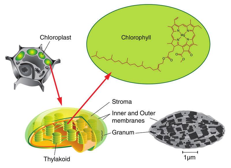 www.ck12.org 93 FIGURE 4.6 A chloroplast consists of thylakoid membranes surrounded by stroma. The thylakoid membranes contain molecules of the green pigment chlorophyll.