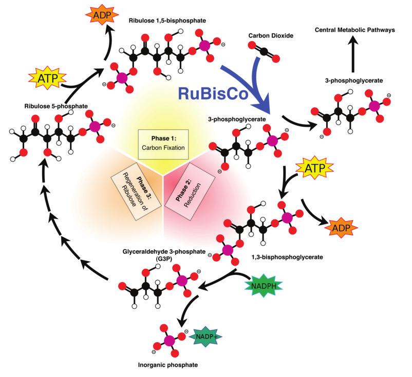 96 www.ck12.org FIGURE 4.8 The Calvin cycle begins with a molecule named RuBP (a five-carbon sugar, Ribulose-1,5-bisphosphate) and uses the energy in ATP and NADPH from the light reactions.