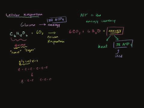www.ck12.org 99 4.3 Powering the Cell: Cellular Respiration Lesson Objectives Name the three stages of cellular respiration. Give an overview of glycolysis.
