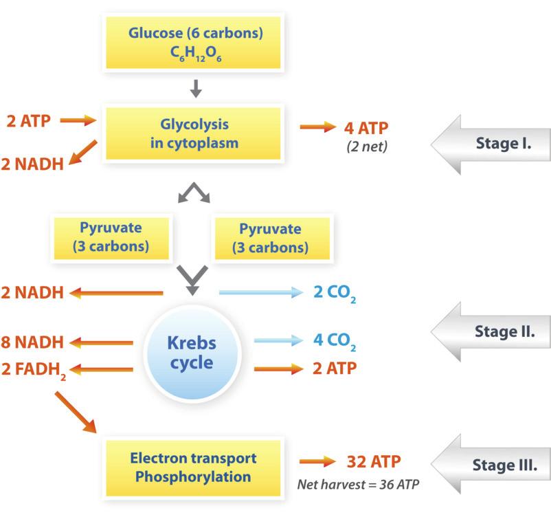 100 www.ck12.org Stages of Cellular Respiration Cellular respiration involves many chemical reactions.