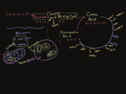 104 www.ck12.org The Krebs cycle is reviewed at http://www.youtube.com/user/khanacademy#p/c/7a9646bc5110cf64/23/jum2rosl Wfw. MEDIA Click image to the left for more content.