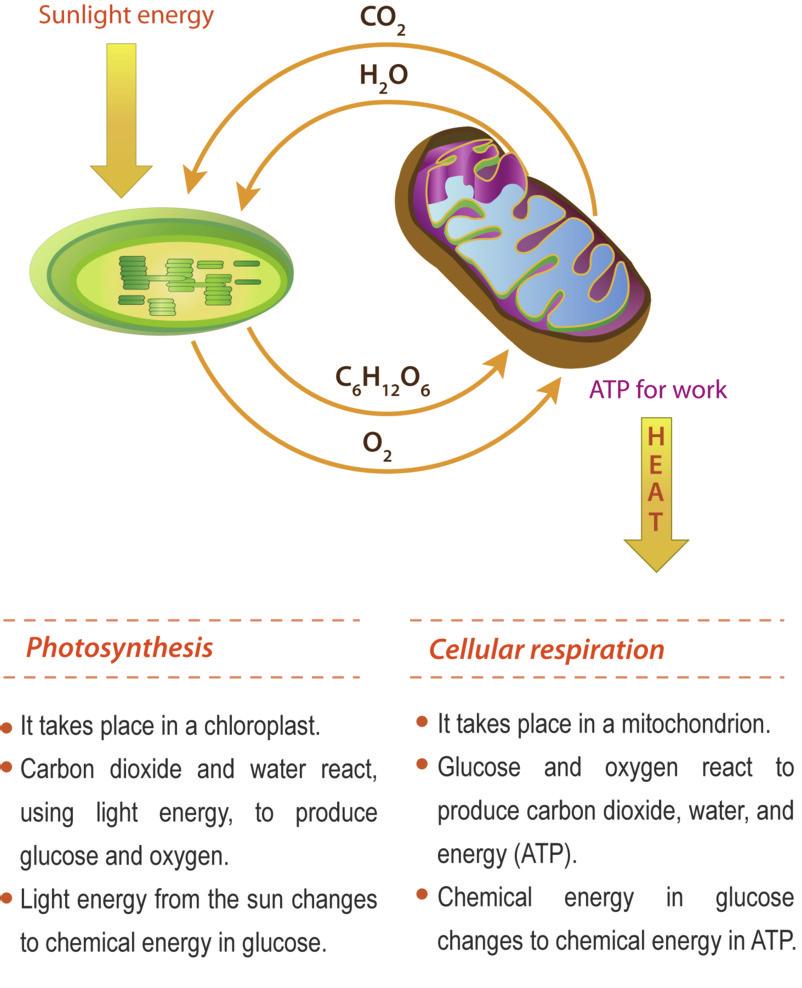The process in which glucose is broken down and ATP is made is called cellular respiration. Photosynthesis and cellular respiration are like two sides of the same coin. This is apparent from Figure 4.