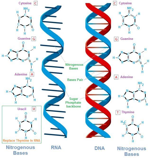 (4)_ Genetic Information Elements: General Structure: - subunits of nucleic acids.