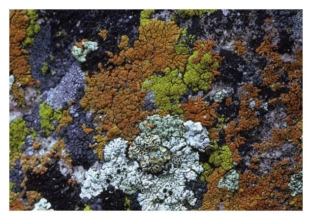 Lichens consist of fungi living