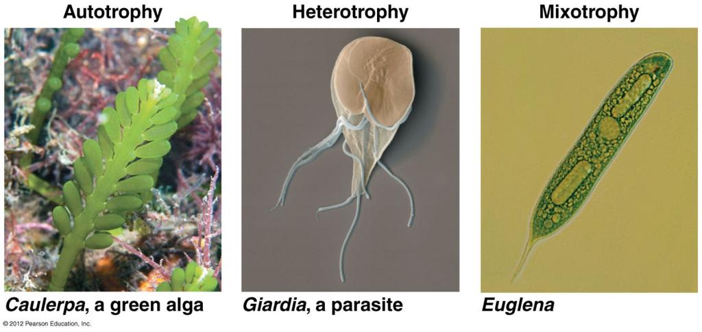Eukaryotic- Protista Majority unicellular Multicellular seaweed, kelp Cell wall present or absent Vary in cell wall composition: o Silica (glass) o