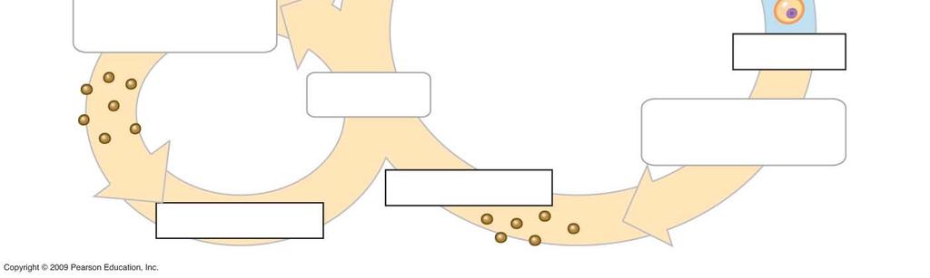 Key Haploid (n) Spores (n) Heterokaryotic (n + n) (unfused nuclei) Diploid (2n) Spore producing structures Asexual reproduction Germination