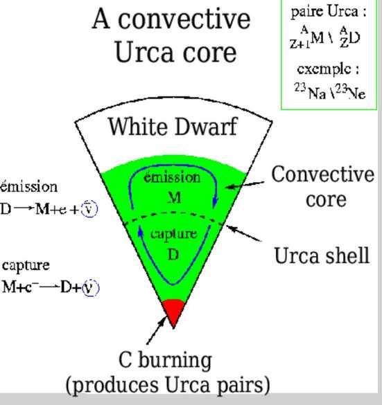 The Convective Urca Process at high densities, electron captures enter into play neutrino losses due the Urca process electron capture: M+e D+ beta decay: D M+e + (M: mother; D: daughter) most