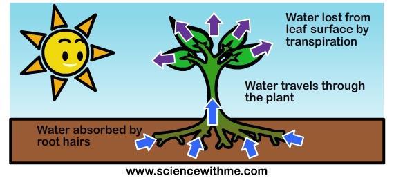 23. Transpiration The process by which