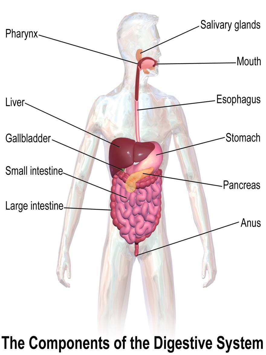 30. Digestive System An organ system that has specialized structures for obtaining and
