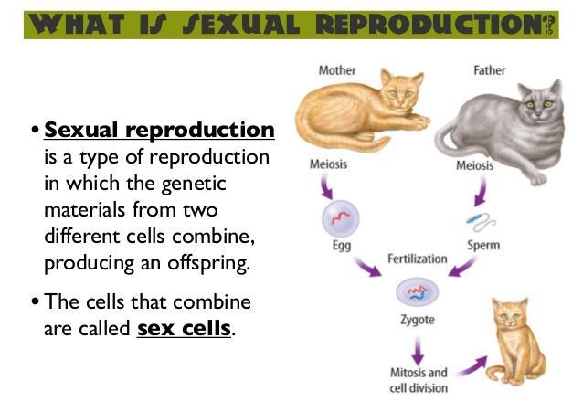 36. Sexual Reproduction Two parents produce an organism genetically different from the parents.