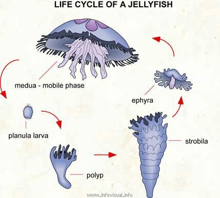 Reproduction alternates during life cycle a.