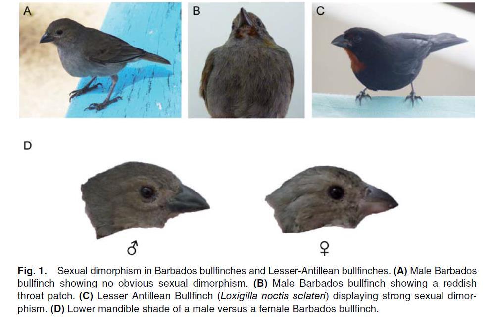 Loxigilla sp.: a first biogeographical study Lovette et al. (1999) studied mtdna from Lesser Antillean Bullfinches from Barbados (barbadensis), St Lucia (sclateri), and St Vincent (crissalis).