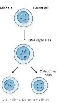 4. Create a picture flowchart of the 4 phases of mitosis. Provide descriptions of what is happening in each below the picture. 5.