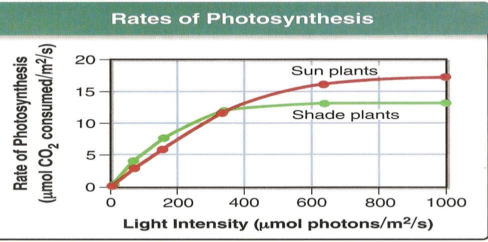 Stop & Think A) When light intensity is below 200 photons/m 2 /s, do sun plants or shade plants have a higher rate of photosynthesis?